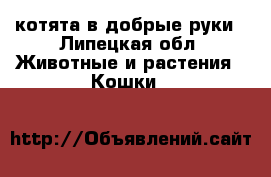 котята в добрые руки - Липецкая обл. Животные и растения » Кошки   